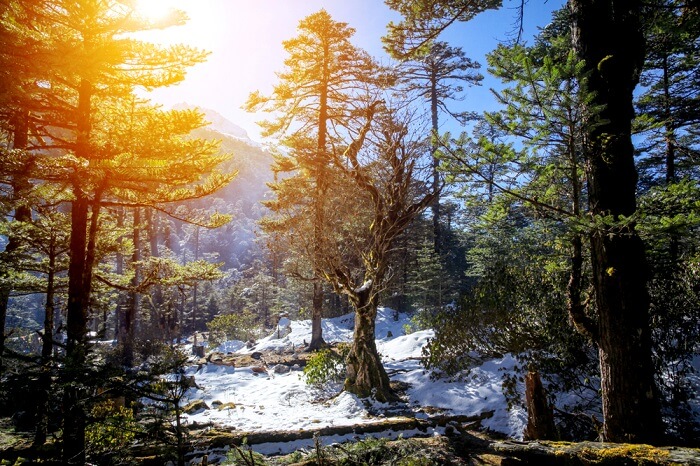 Yumthang Valley