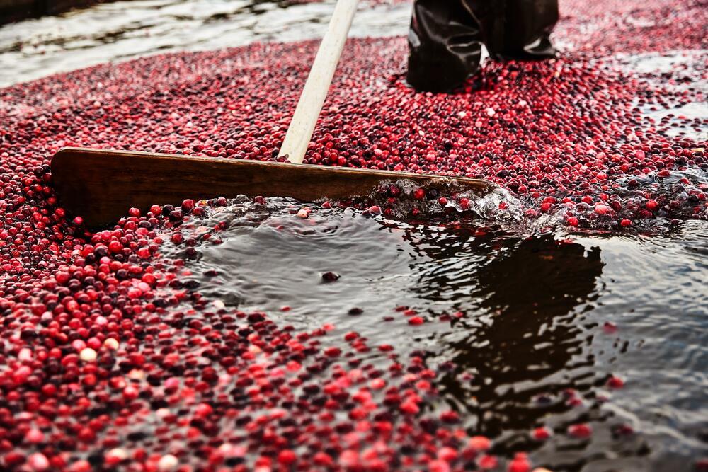 benefits of cranberries